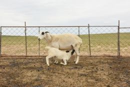 科普常識丨初乳對羔羊的營養(yǎng)價(jià)值極大，一定要盡早吃到，養(yǎng)殖戶切記！