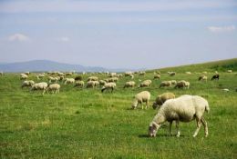 科普常識丨放羊容易放好難！春季放牧別大意，以下4點(diǎn)多留意！