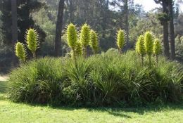 科普常識丨神奇植物“食羊樹”，能夠自己抓羊吃，自然界最“恐怖”的存在！
