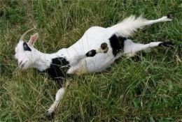 科普常識丨世界上最膽小的羊，平均每周都要暈倒25次，模樣也太可愛了！